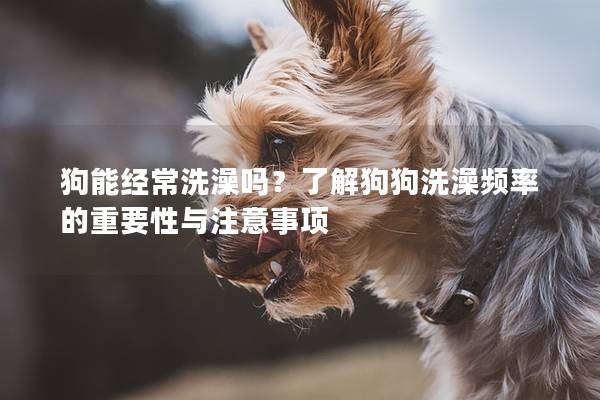 狗能經常洗澡嗎？了解狗狗洗澡頻率的重要性與注意事項